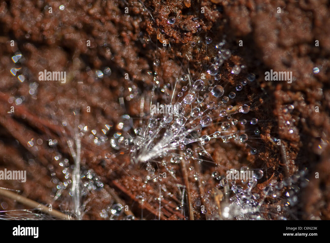 Dandelion up close hi-res stock photography and images - Alamy