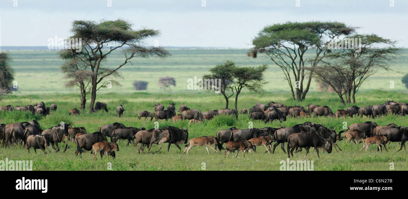 Wildebeest grazing on the Serengeti plains with Acacia trees Stock Photo