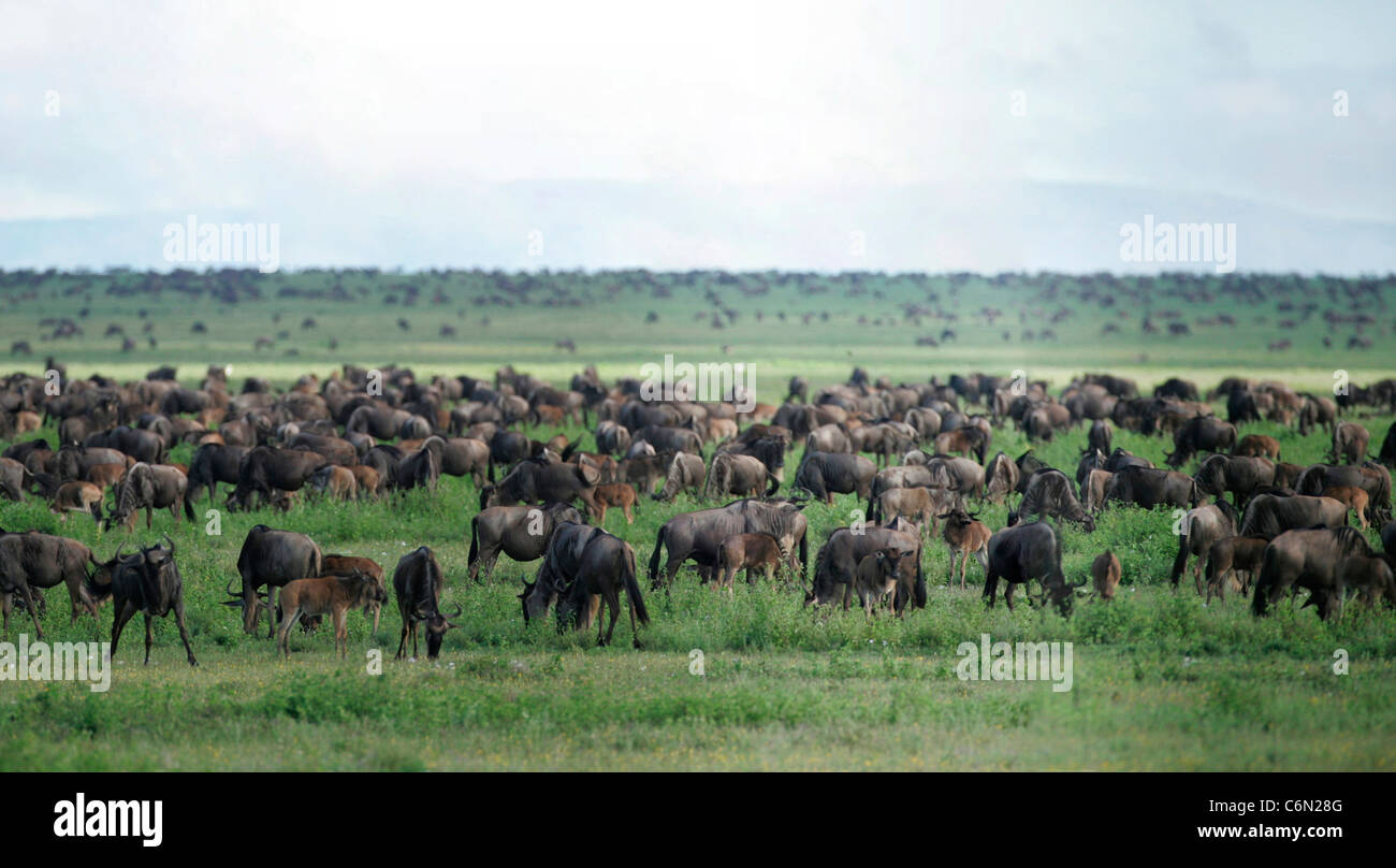 Wildebeest grazing on the Serengeti plains Stock Photo