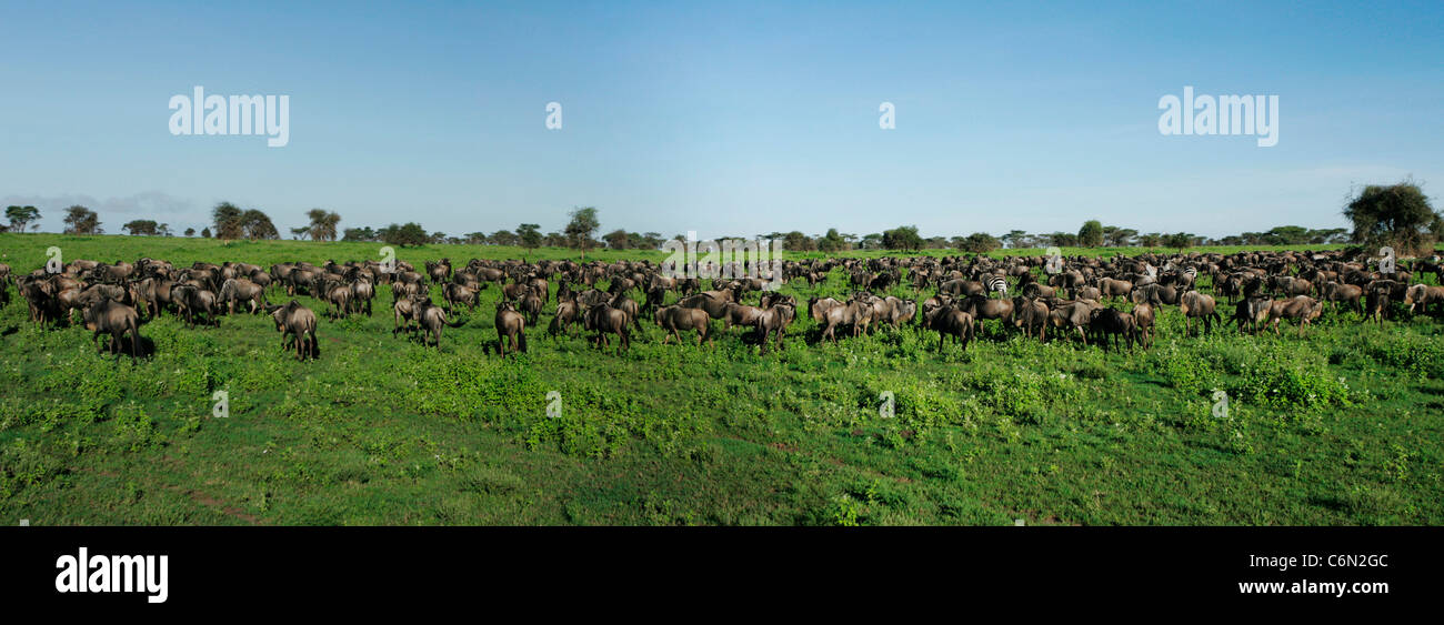 Wildebeest on the Serengeti plains Stock Photo