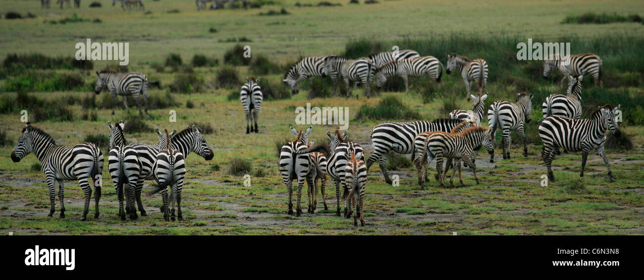 Zebra herd on the Serengeti plains Stock Photo
