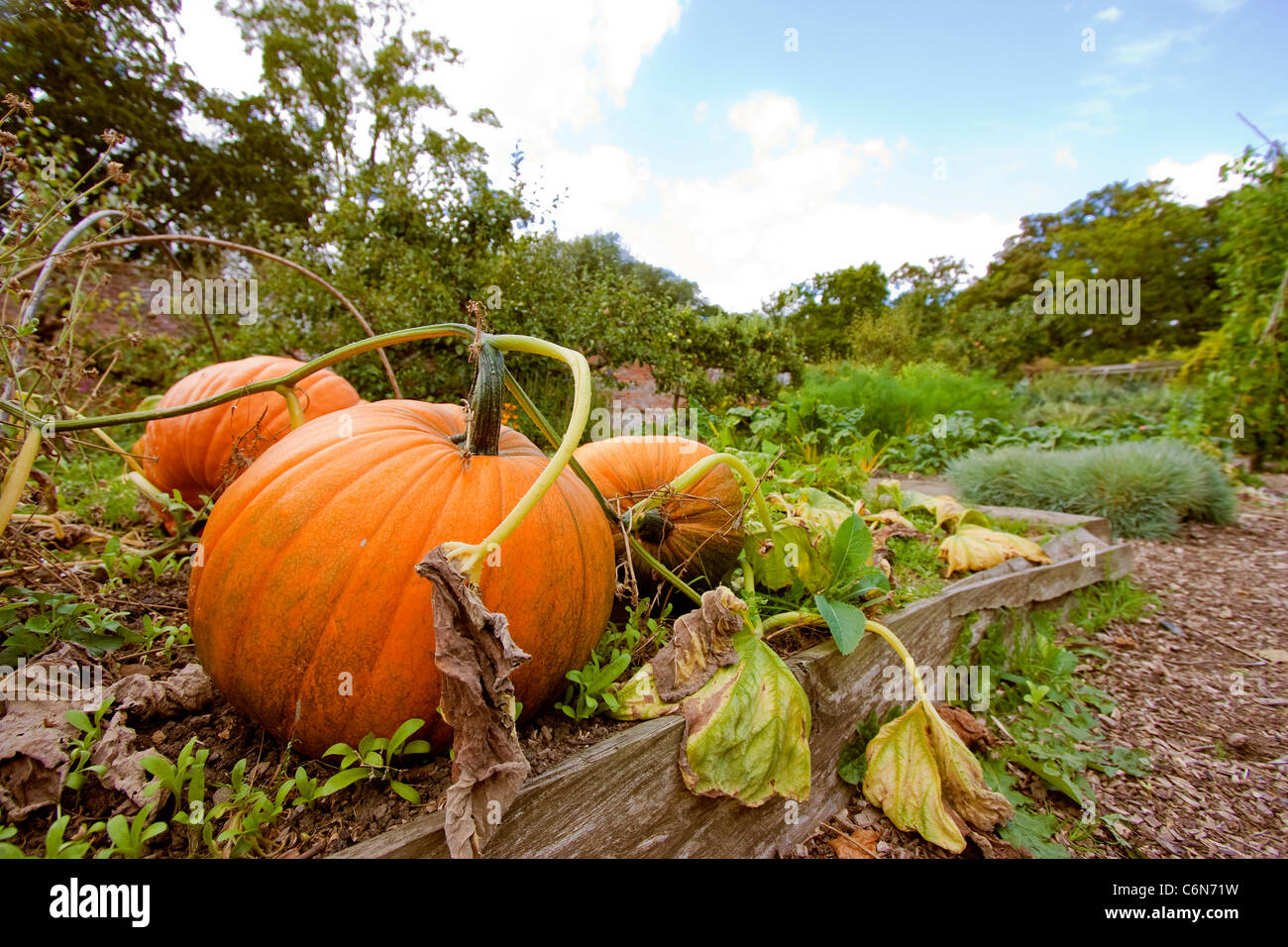 pumpkin in a vegetable patch in summer uk Stock Photo