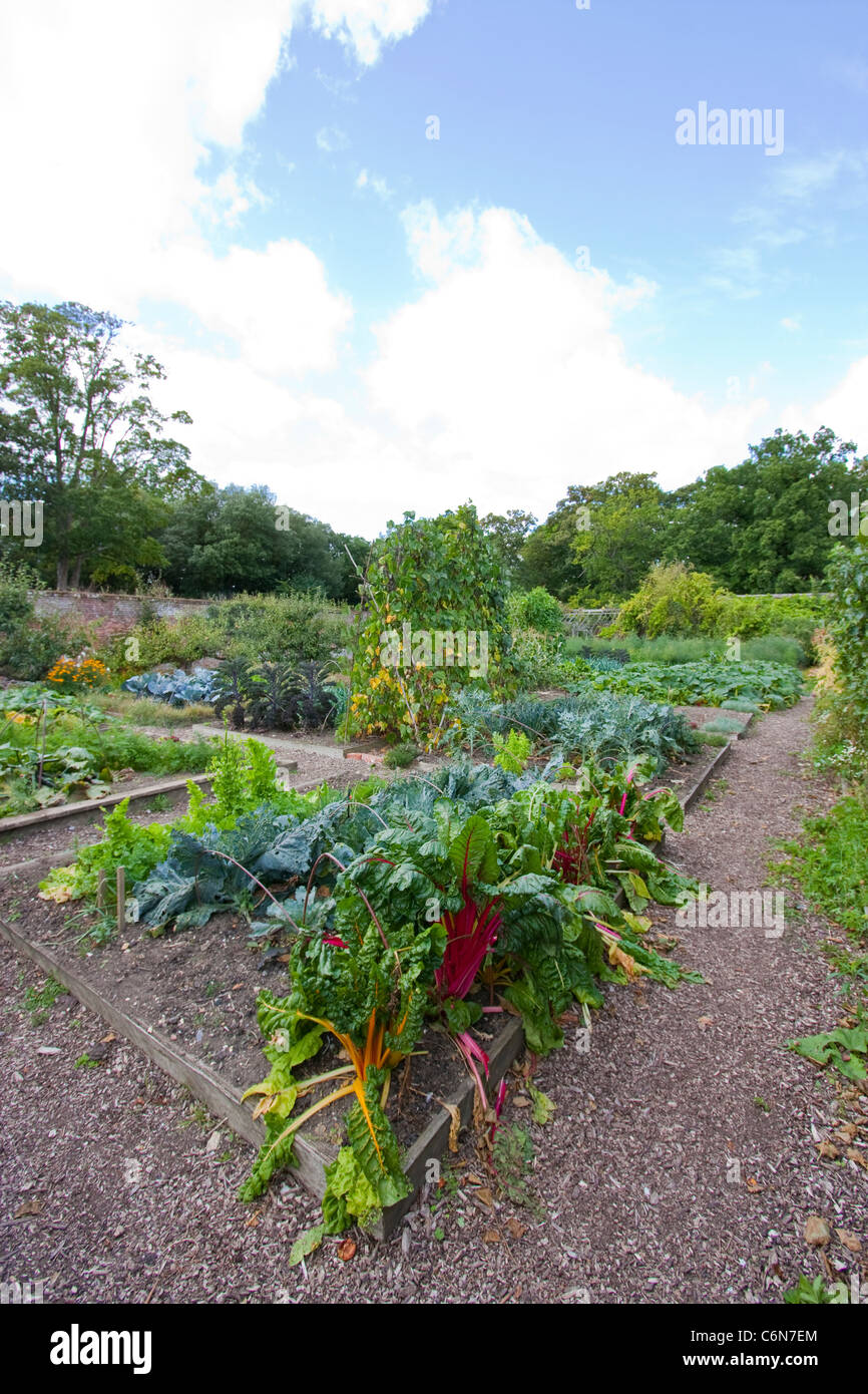 vegetable garden patch with rhubarb in the foreground Stock Photo