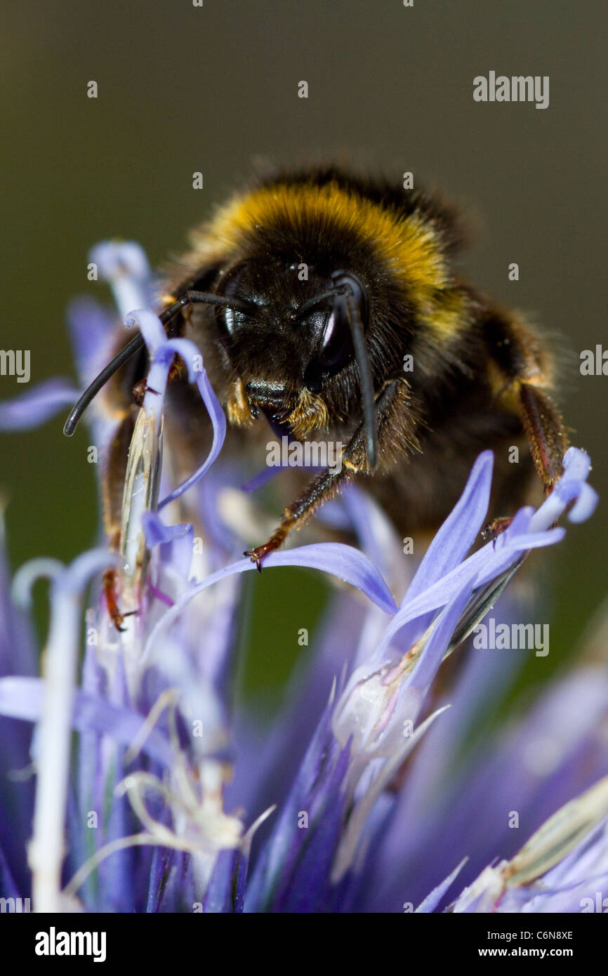 Bumble Bee on flower head Stock Photo