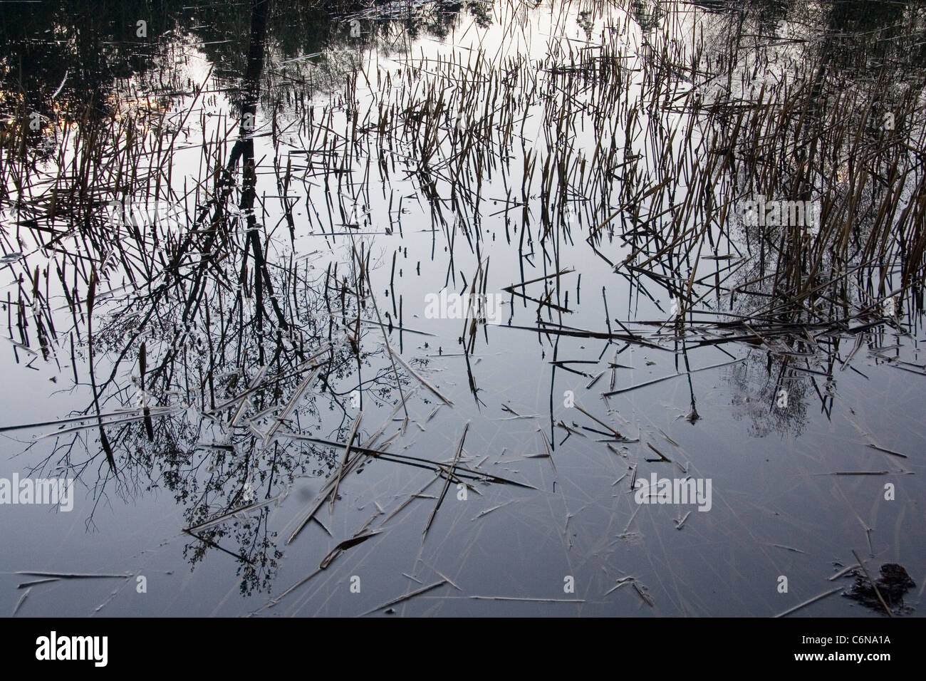 Reflections of tree and grass in the pond Stock Photo