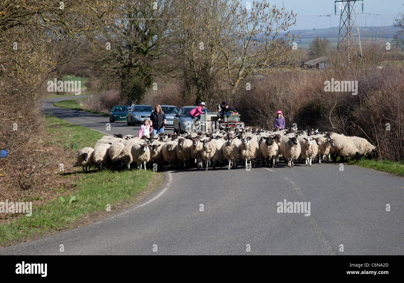 Farmer on ATV quad driving flock sheep up main road helped by wife and children Mickleton Cotswolds UK Stock Photo