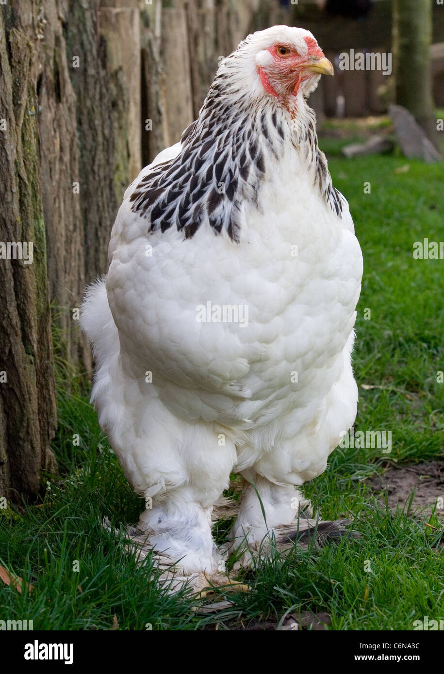A Light Brahma hen Stock Photo - Alamy
