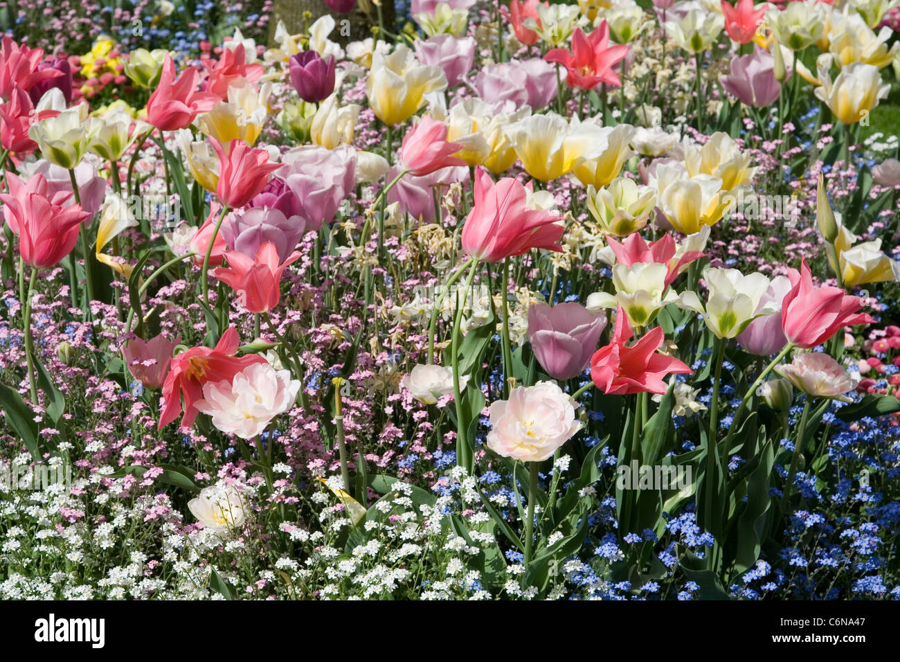 Multicolored flowerbed with tulips and forget-me-not Stock Photo