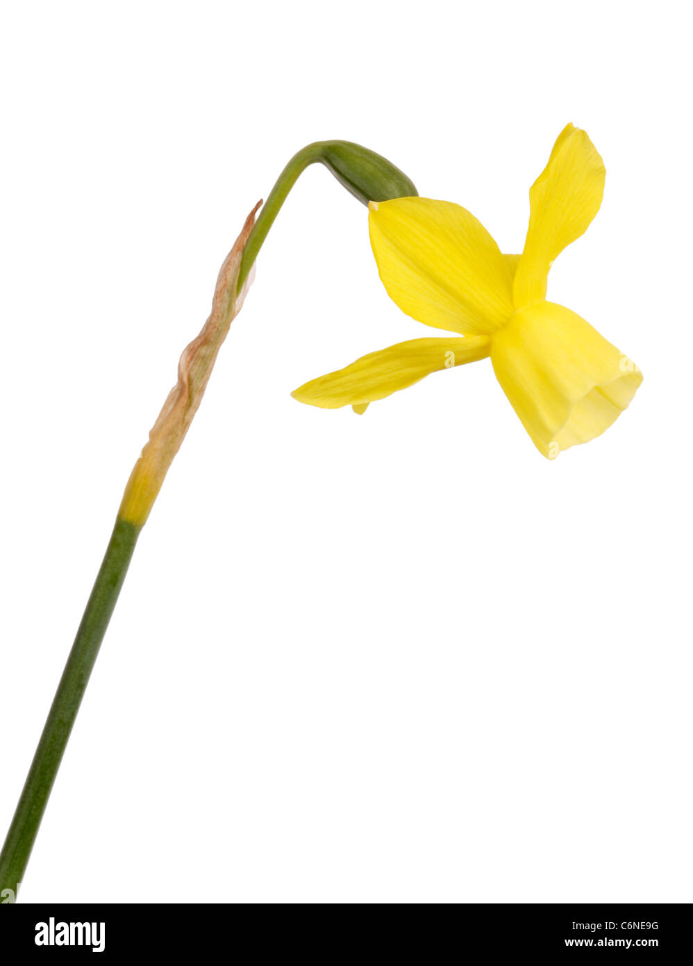 Side view of a single stem and yellow flower of a Narcissus triandrus daffodil cultivar isolated against a white background Stock Photo