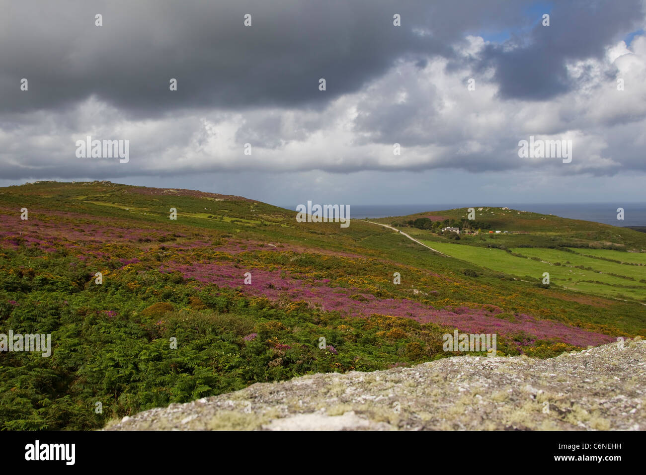 Looking north west across Cornish upland covered with purple bell heather and western gorse in summer from Rosewall Tor Stock Photo