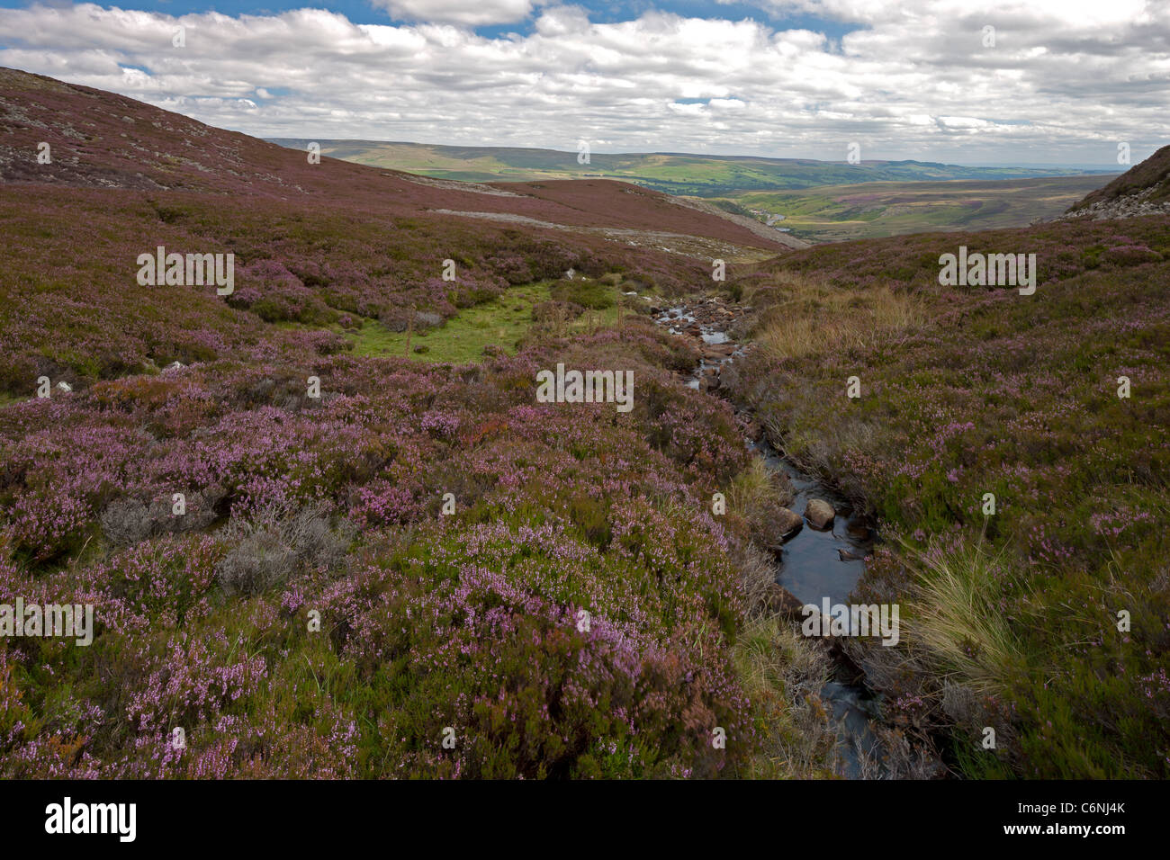 Upper Teesdale Moor near Langdon Beck in the North Pennines, County Durham in summertime Stock Photo