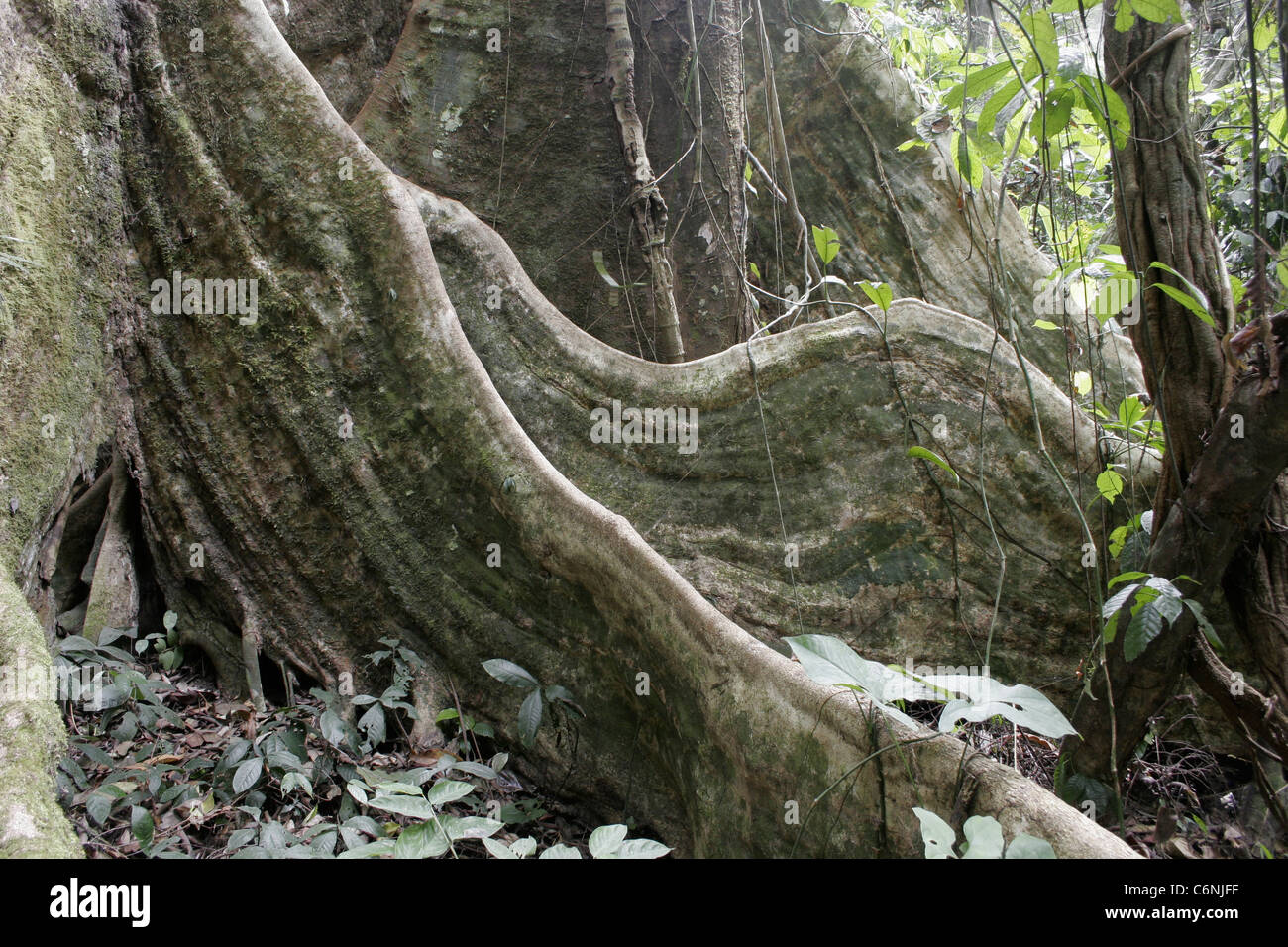 Large buttressed tree (Desbordesia glaucescens: Irvingiaceae) in coastal rainforest, Cameroon. Stock Photo