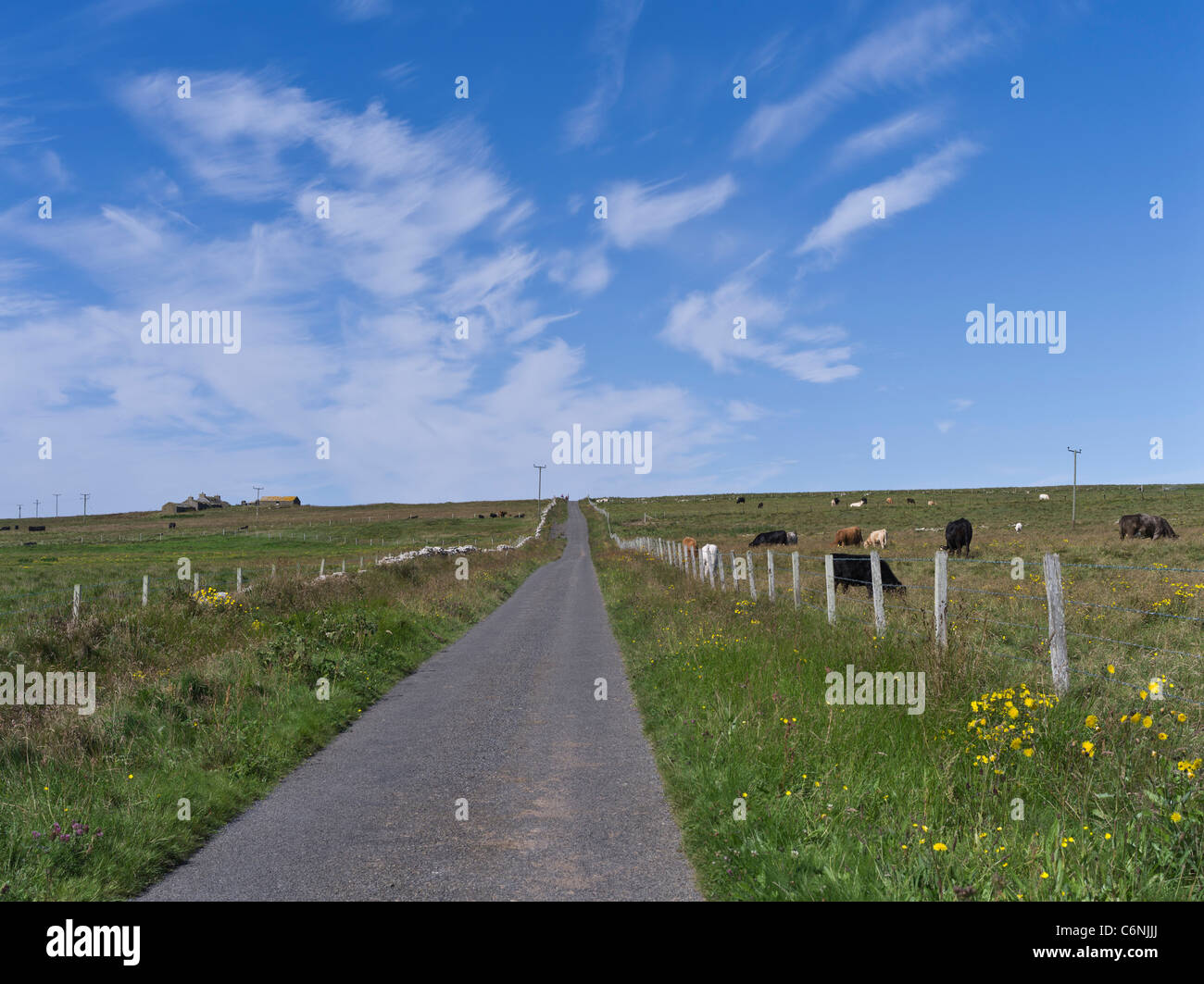 dh  PAPA WESTRAY ORKNEY Open country road nobody cottage and field of cows countrylane empty roads uk islands summer Stock Photo