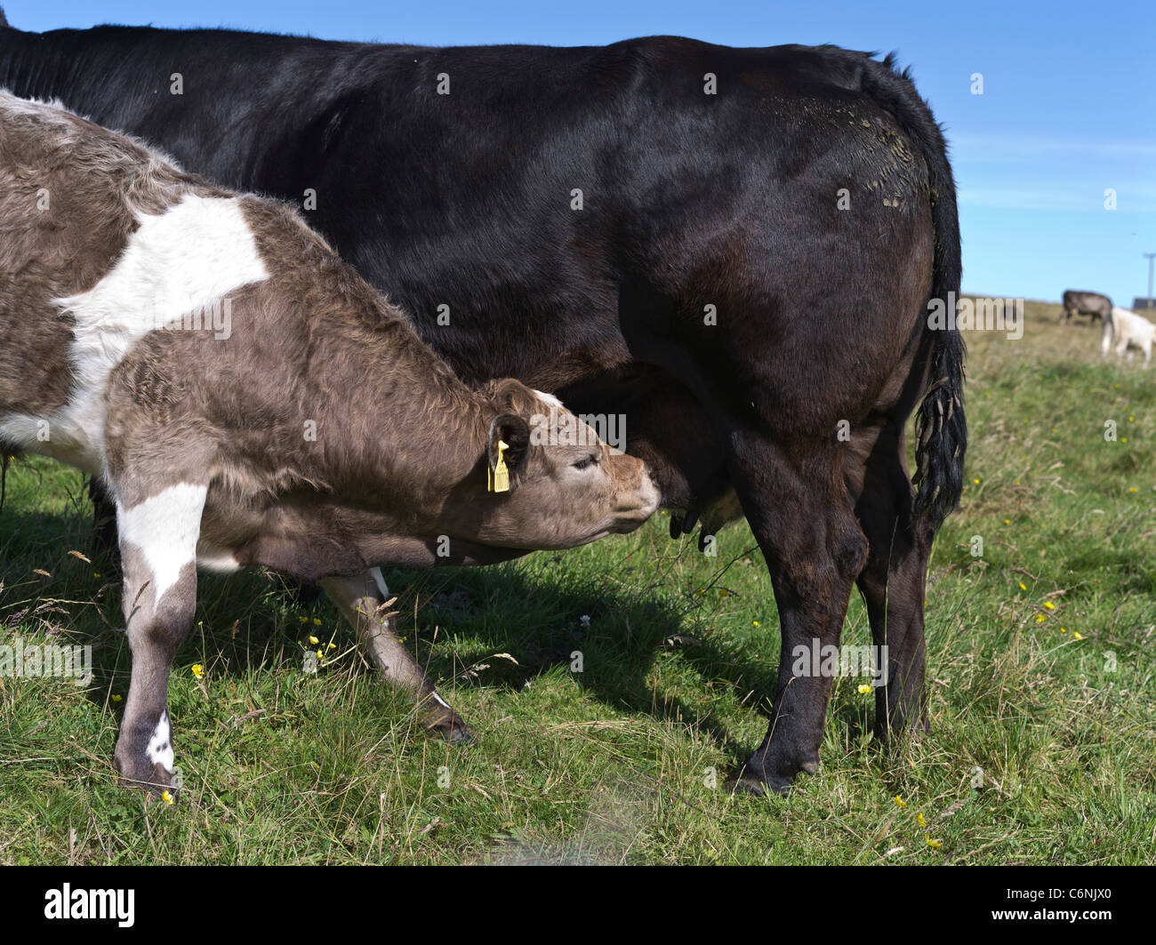 dh Calves COWS UK Calf suckling milk from cow udder suckler feeding Stock Photo