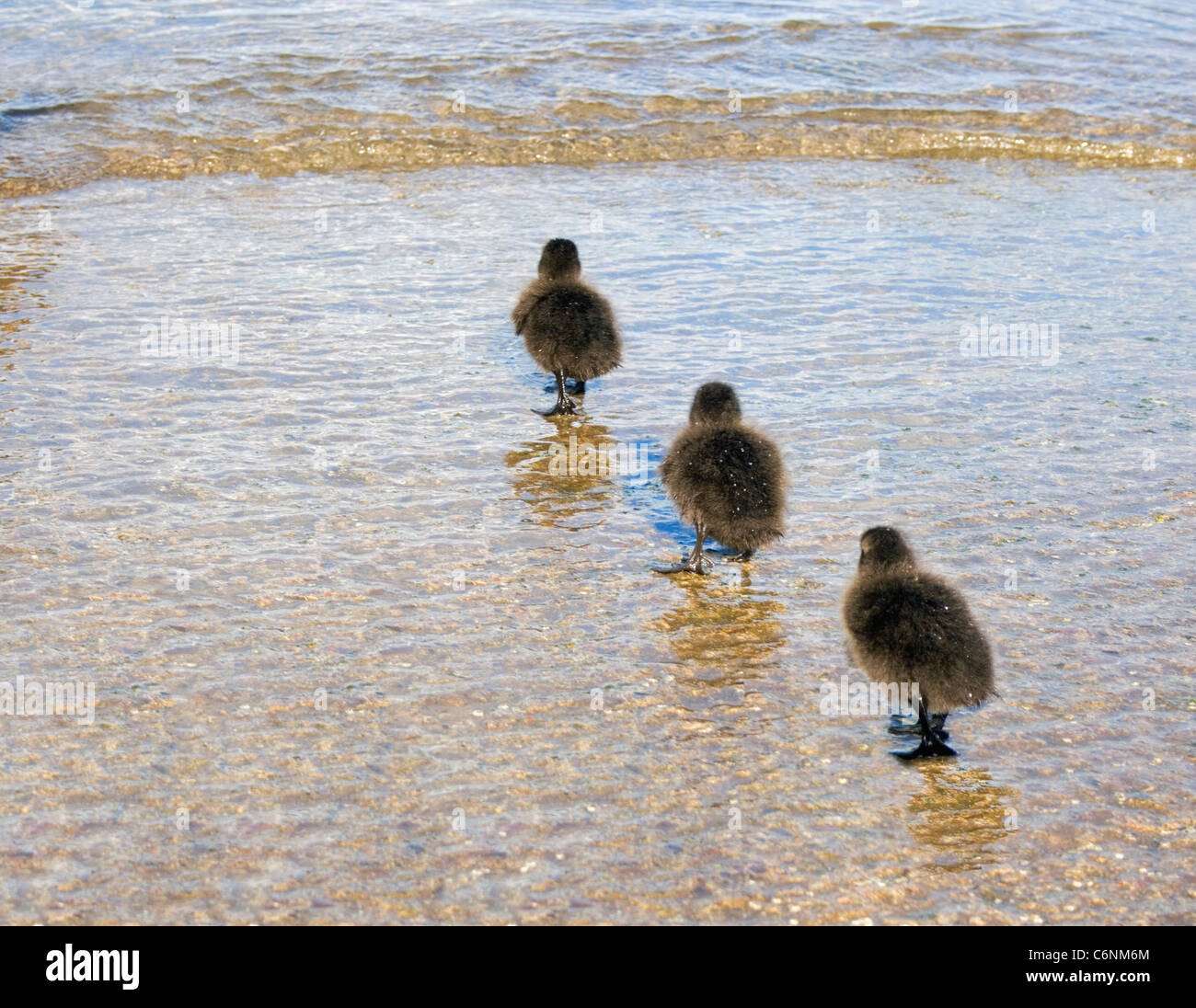 Three ducklings walking into sea in a line. Stock Photo