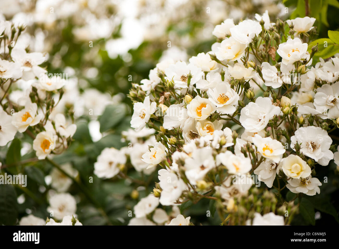 White rose blooms up close hi-res stock photography and images - Alamy