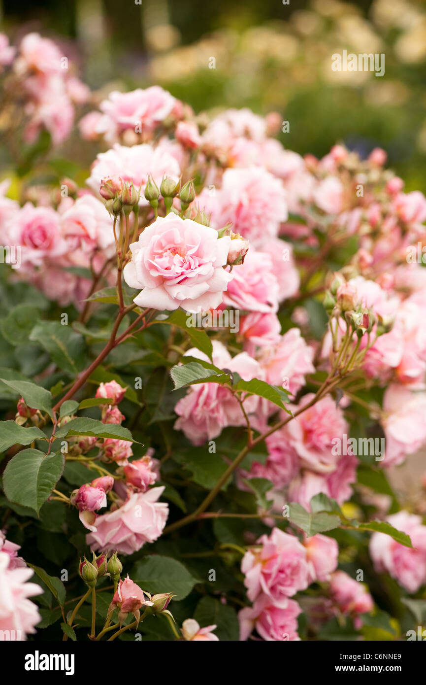 Felicia rose hi-res stock photography and images - Alamy