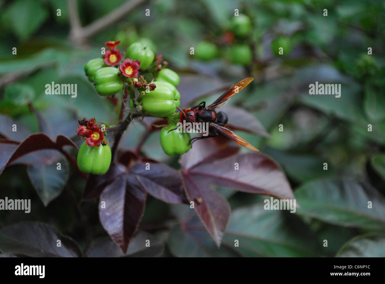 Bellyache hi-res stock photography and images - Alamy