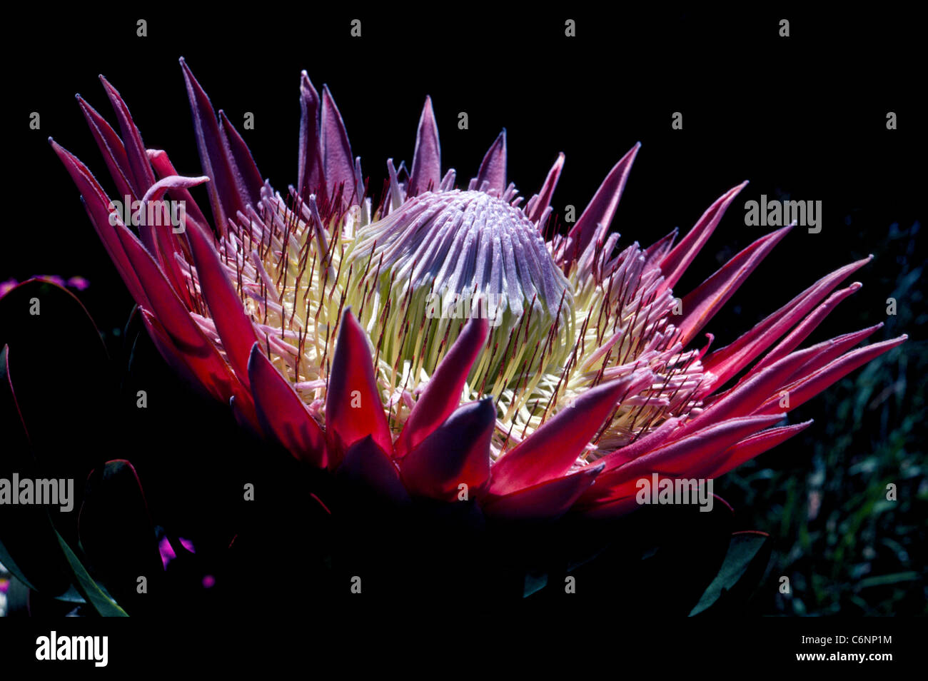 The beautiful national flower of South Africa is the King Protea, a flowering plant that is also known as Giant Protea, King Sugar Bush, and Honeypot. Stock Photo