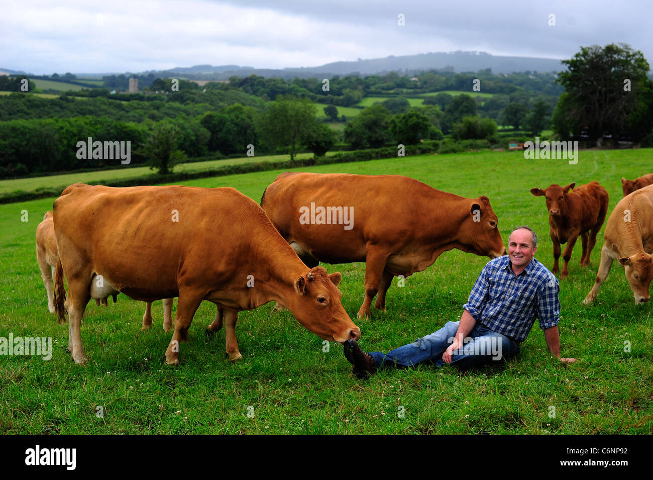 a dairy farmer pictured with his cattle Stock Photo - Alamy