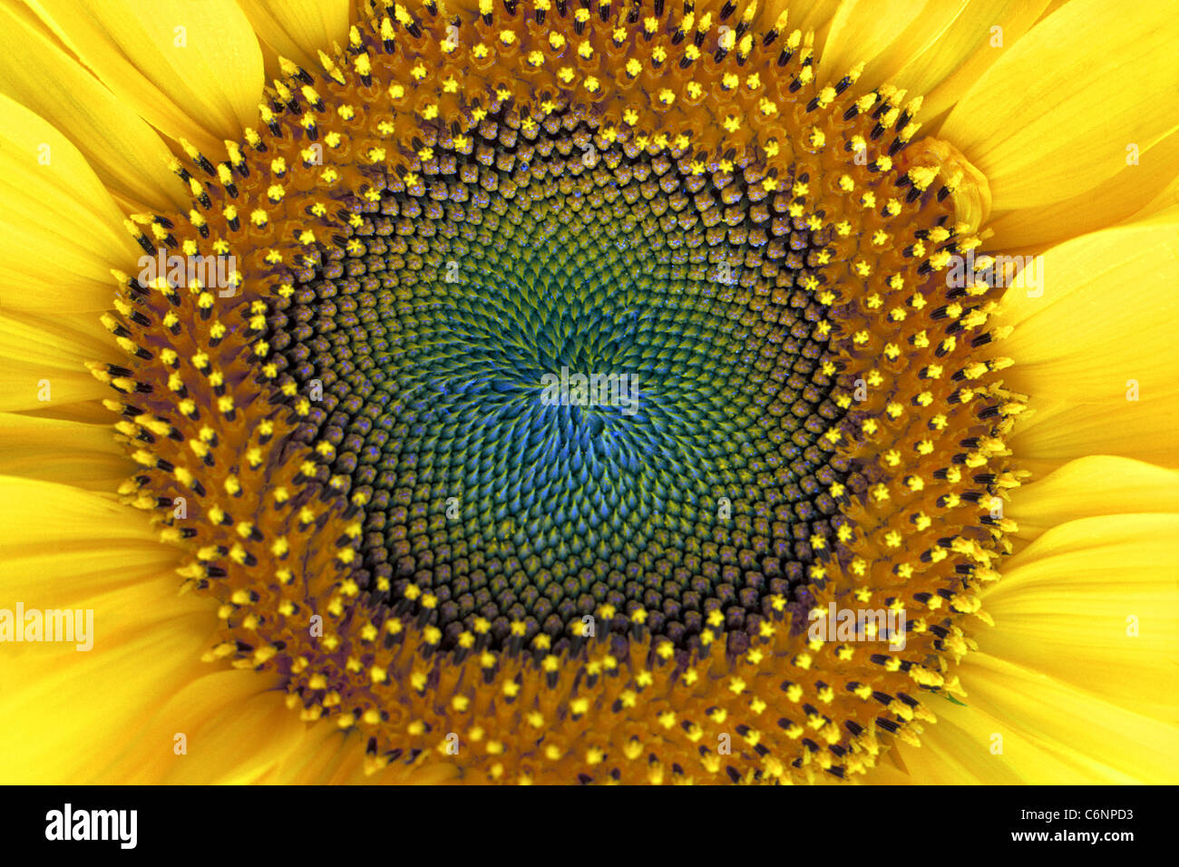 This close-up of the large head of the Sunflower shows the tiny yellow flowers that encircle green unripe seeds in the center of this food plant. Stock Photo