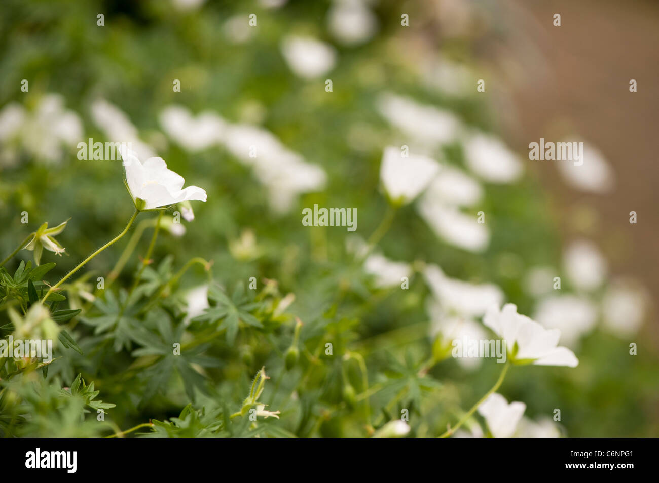 Geranium sanguineum ‘Album’, Bloody Cranesbill, in flower Stock Photo