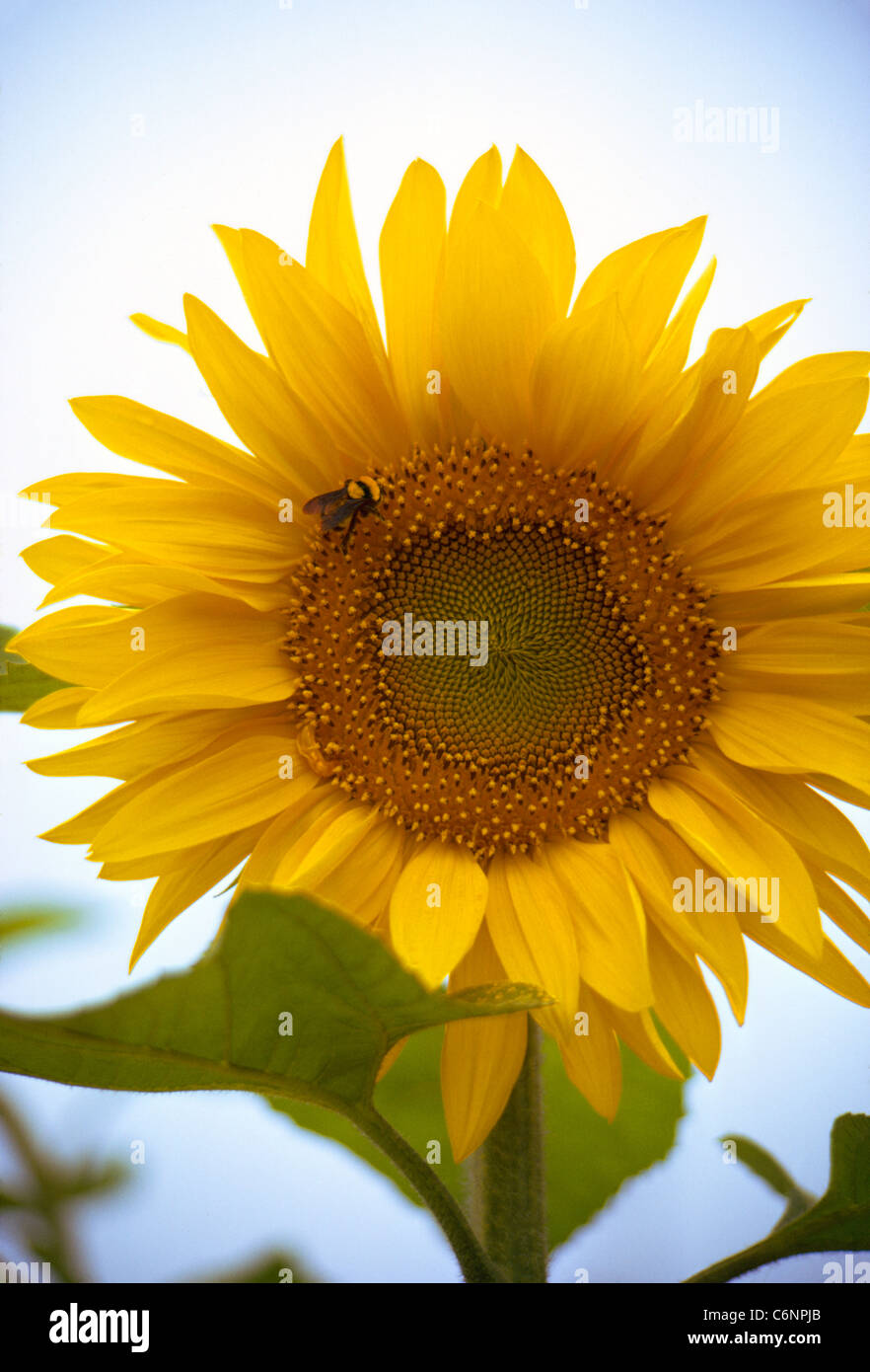 A bumblebee enjoys nectar from the small flowers that make up the distinctive look of the Sunflower, a pretty and popular ornamental and food plant. Stock Photo