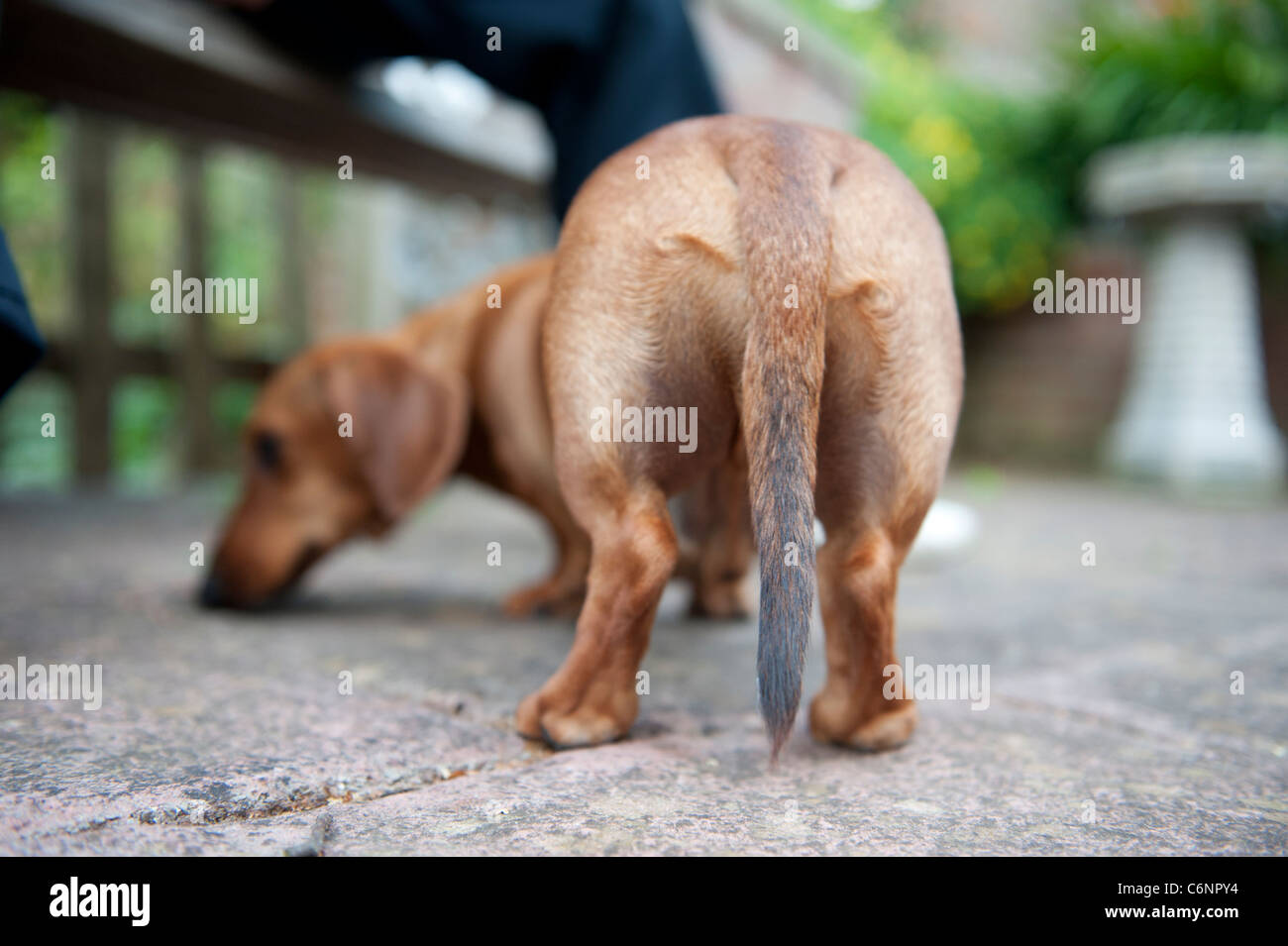 Back end of a sausage dog Stock Photo Alamy