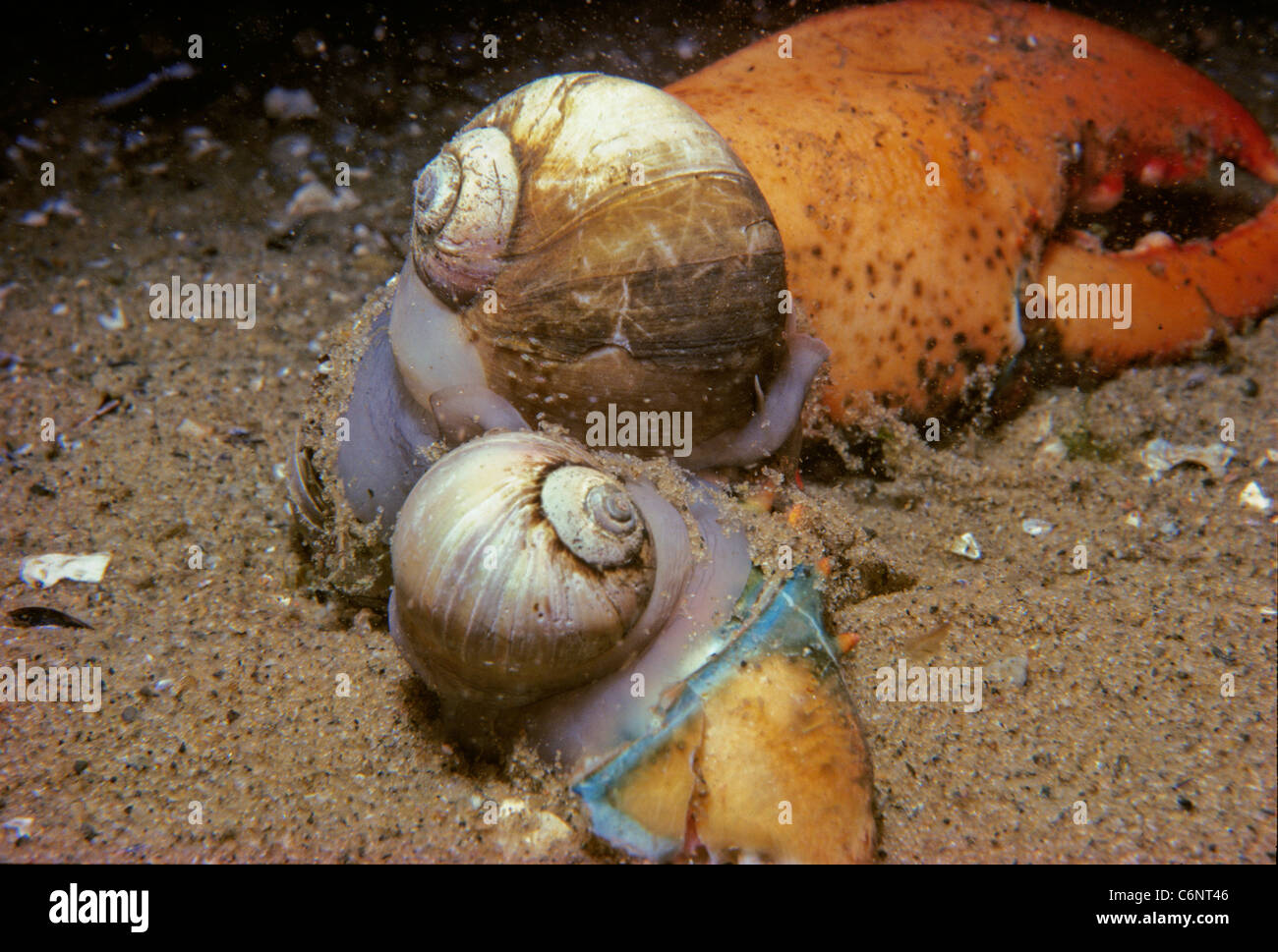 Northern moon Snails (Euspira heros) scavenging on a lobster claw. New England, Atlantic Ocean Stock Photo