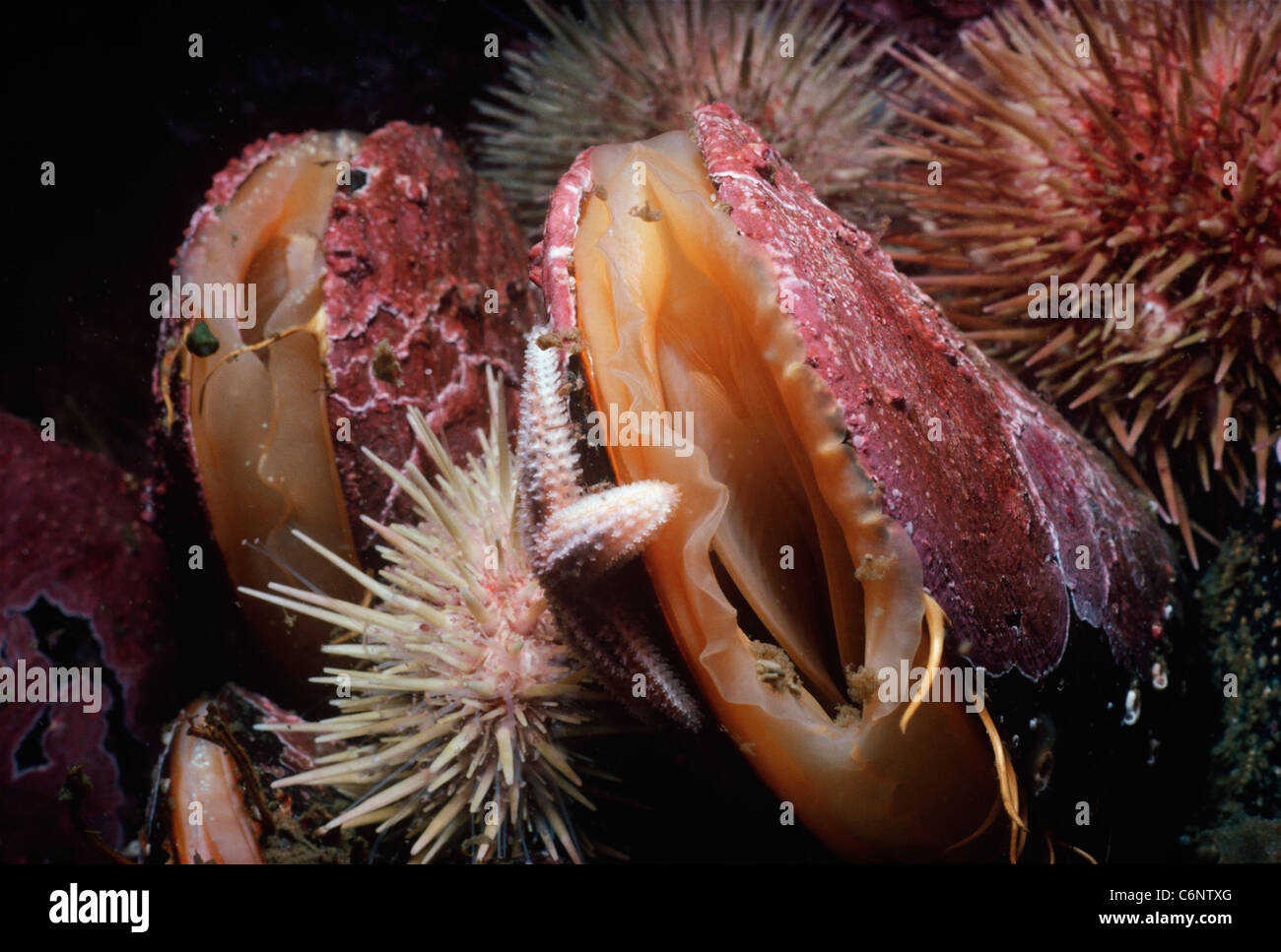 Horse Mussels (Modiolus modiolus) encrusted with Coralline Algae filter feeding on plankton amongst sea urchins and a starfish. Stock Photo