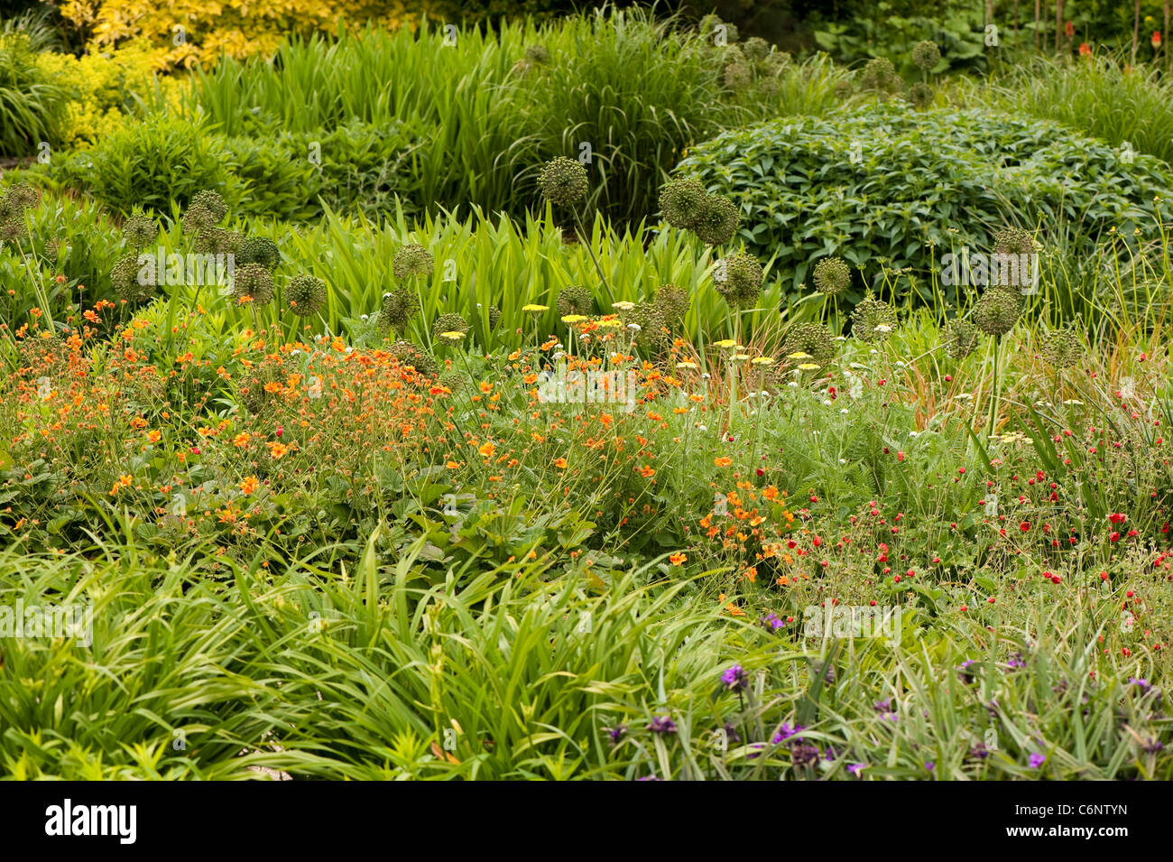 The Hot Garden in June, RHS Rosemoor, Devon, England, United Kingdom Stock Photo