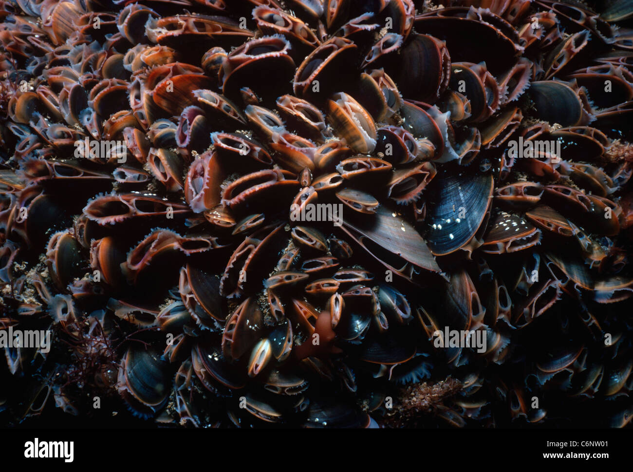 Blue Mussels (Mytilus edulus) filter feeding on plankton. New England, USA, North Atlantic Ocean Stock Photo