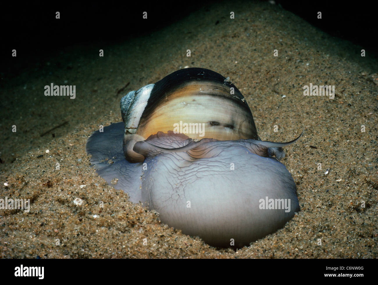 Extended foot and shell of Northern Moon Snail (Euspira heros) moving along sandy bottom at night. New England, USA Stock Photo