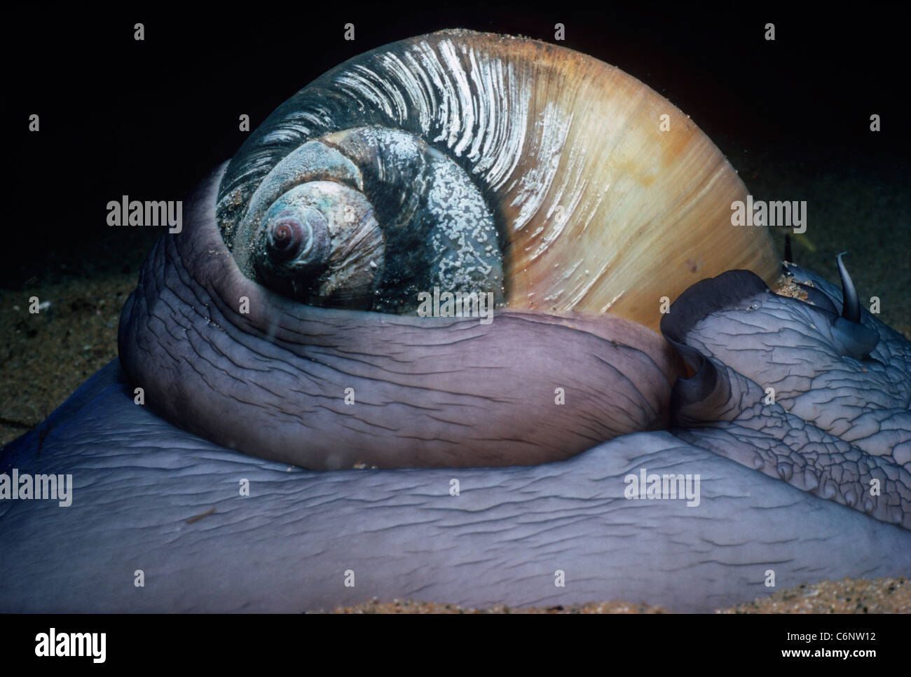 Extended foot and shell of Northern Moon Snail (Euspira heros) moving along sandy bottom at night. New England, USA Stock Photo