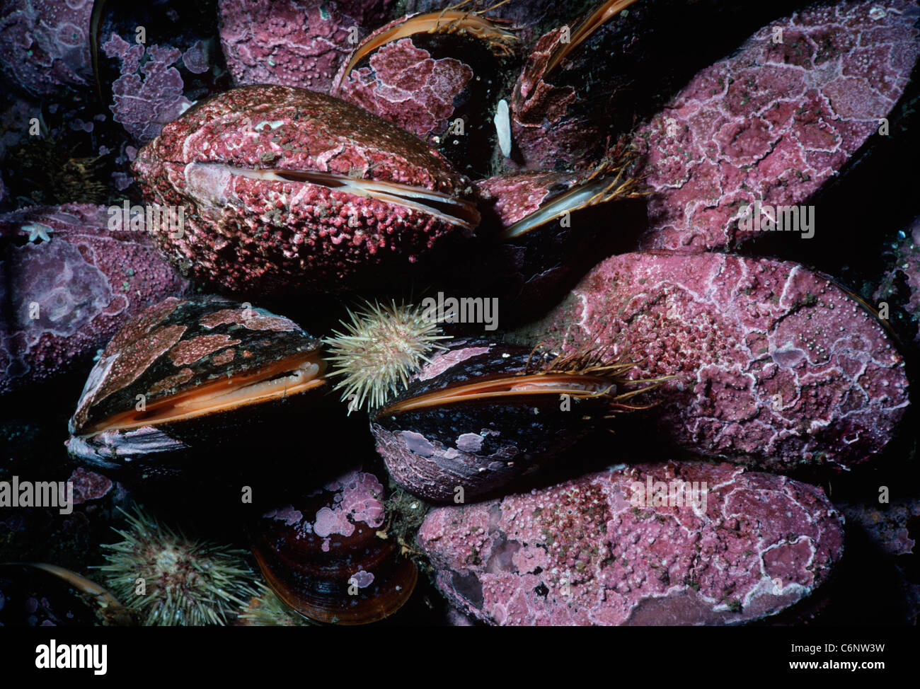 Horse Mussels (Modiolus modiolus) encrusted with Coralline Algae filter feeding on plankton. New England, North Atlantic Ocean Stock Photo