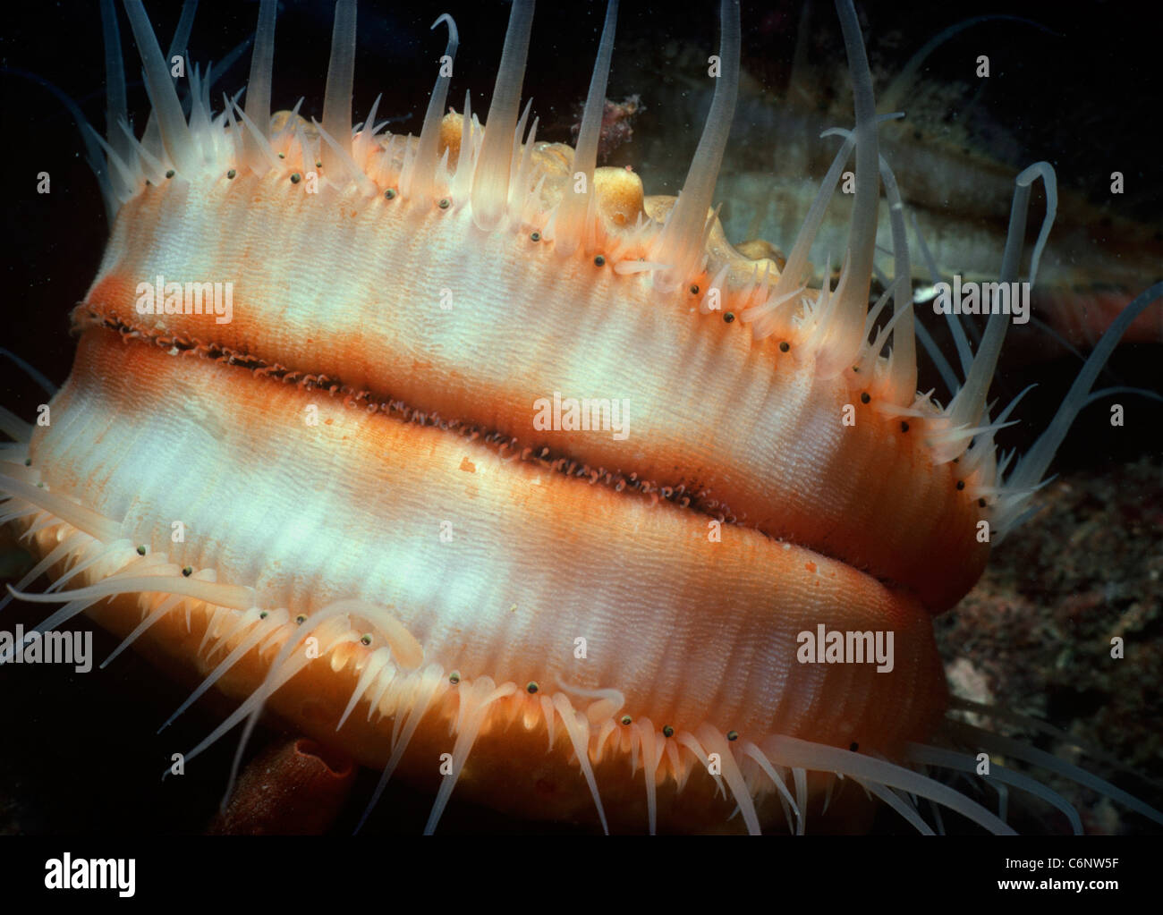 Live Scallops Underwater