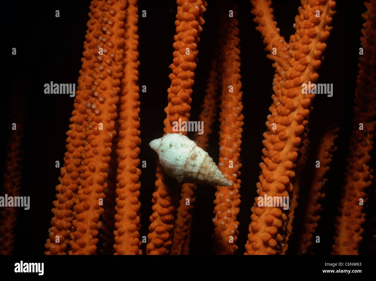 Snail grazing on Wire Coral. Egypt, Red Sea Stock Photo Alamy