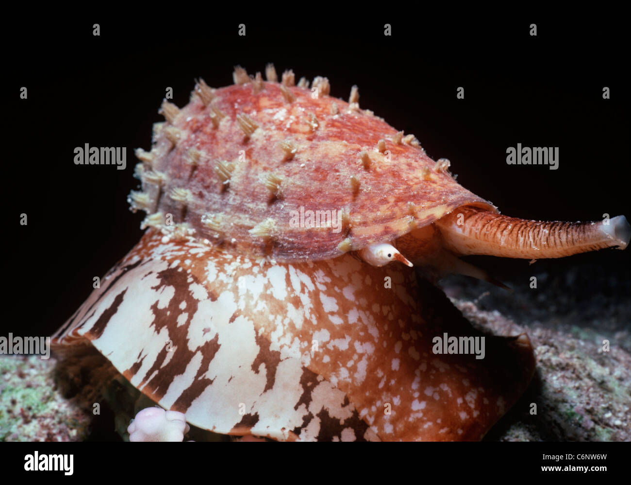 Poisonous Geography Cone Shell (Conus geographus) with toxic proboscis cone extended, moves along coral reef bed. Egypt, Red Sea Stock Photo
