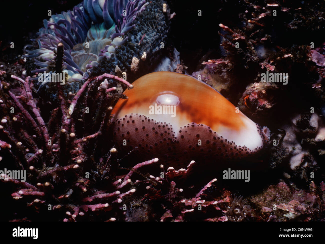 Chesnut Cowrie (Cypraea spadicea) and anemone with Coraline Algae on bottom. Channel Islands, California, USA Stock Photo