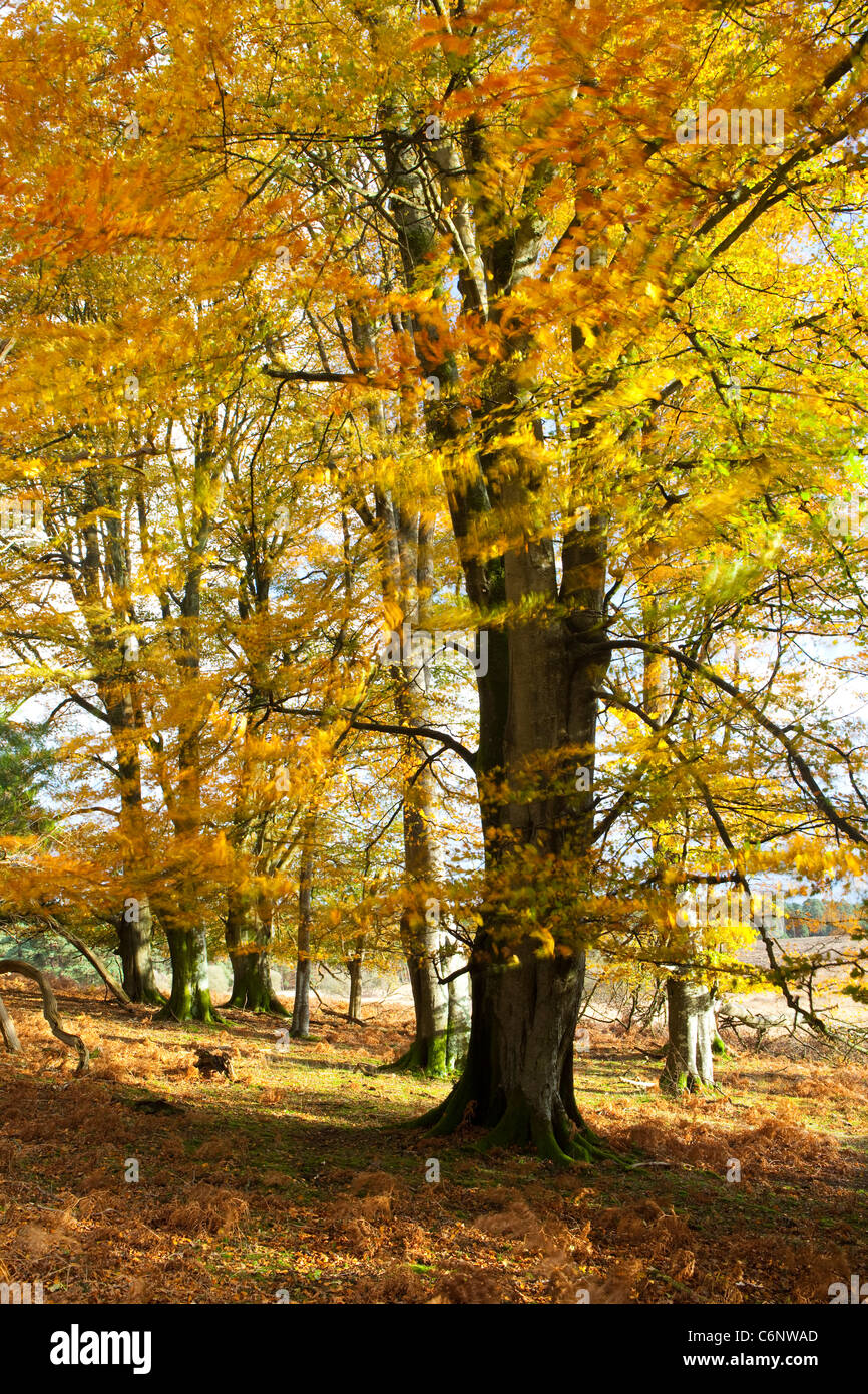 Beech tree in the new forest hi-res stock photography and images - Alamy