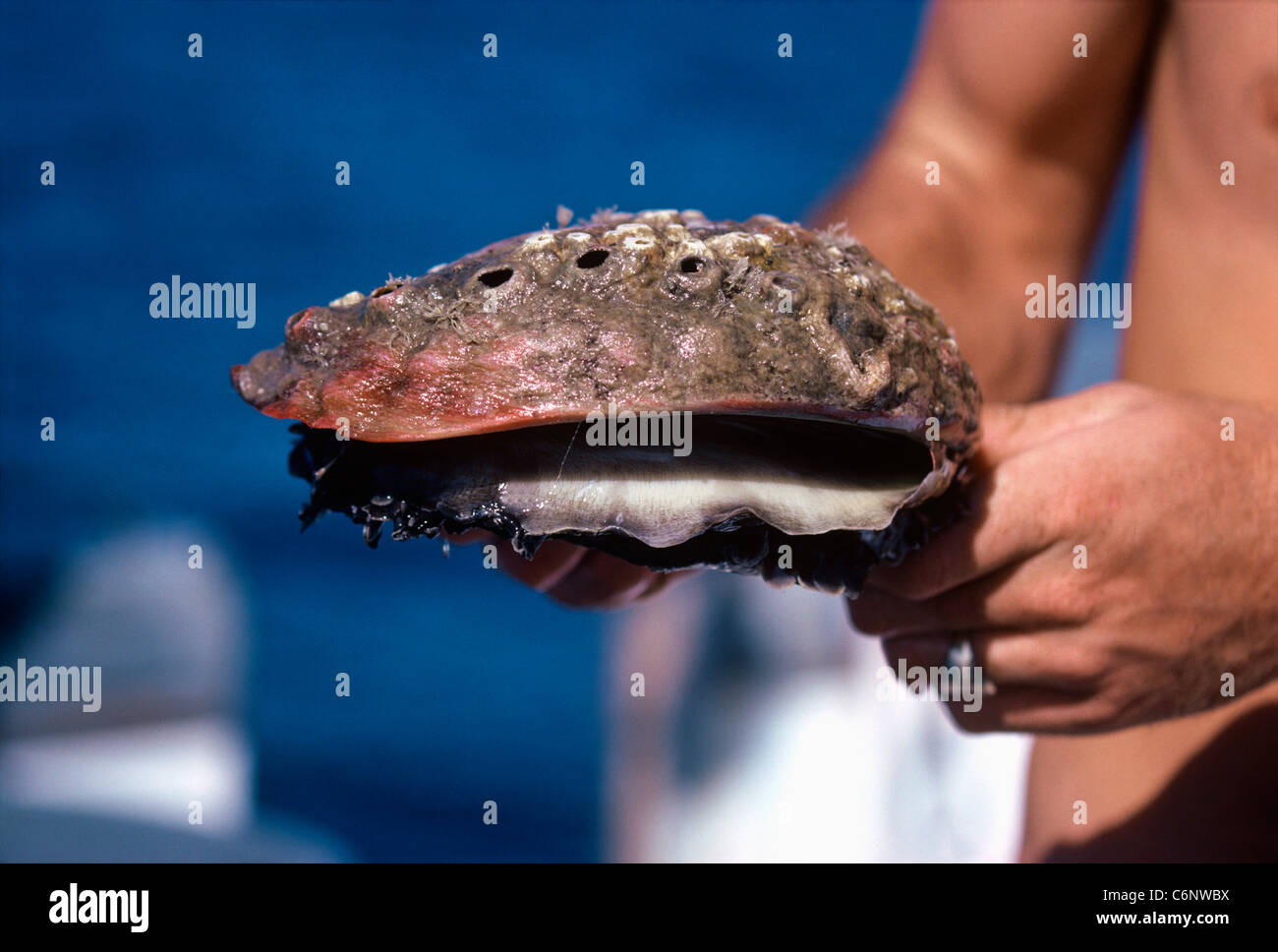 Red Abalone (Haliotis rufescens) being held out of water. California, USA, Pacific Ocean Stock Photo