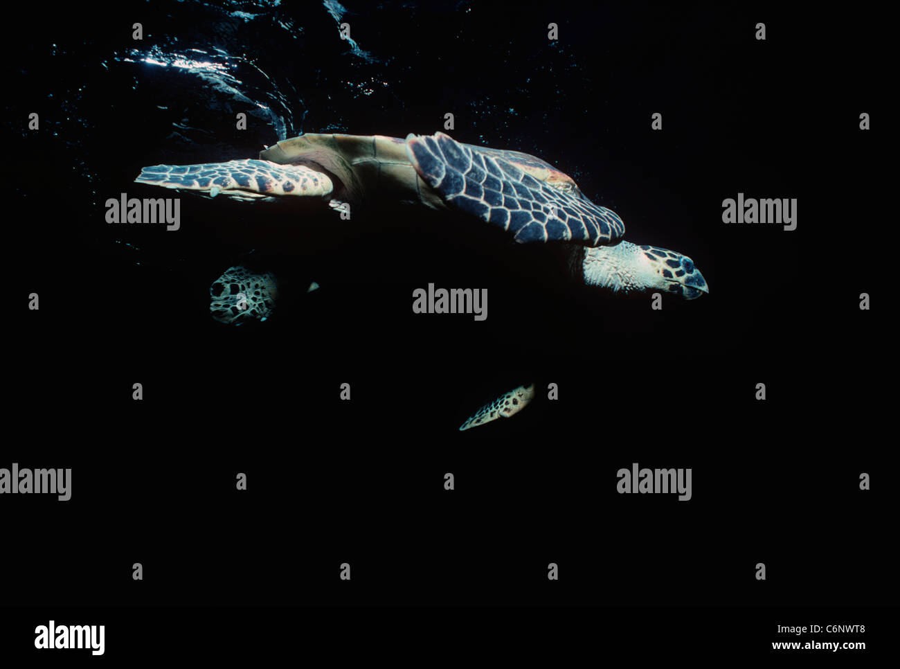 Hawksbill Turtle (Eretmochelys imbricata) swimming near the surface of the ocean. Egypt, Red Sea Stock Photo