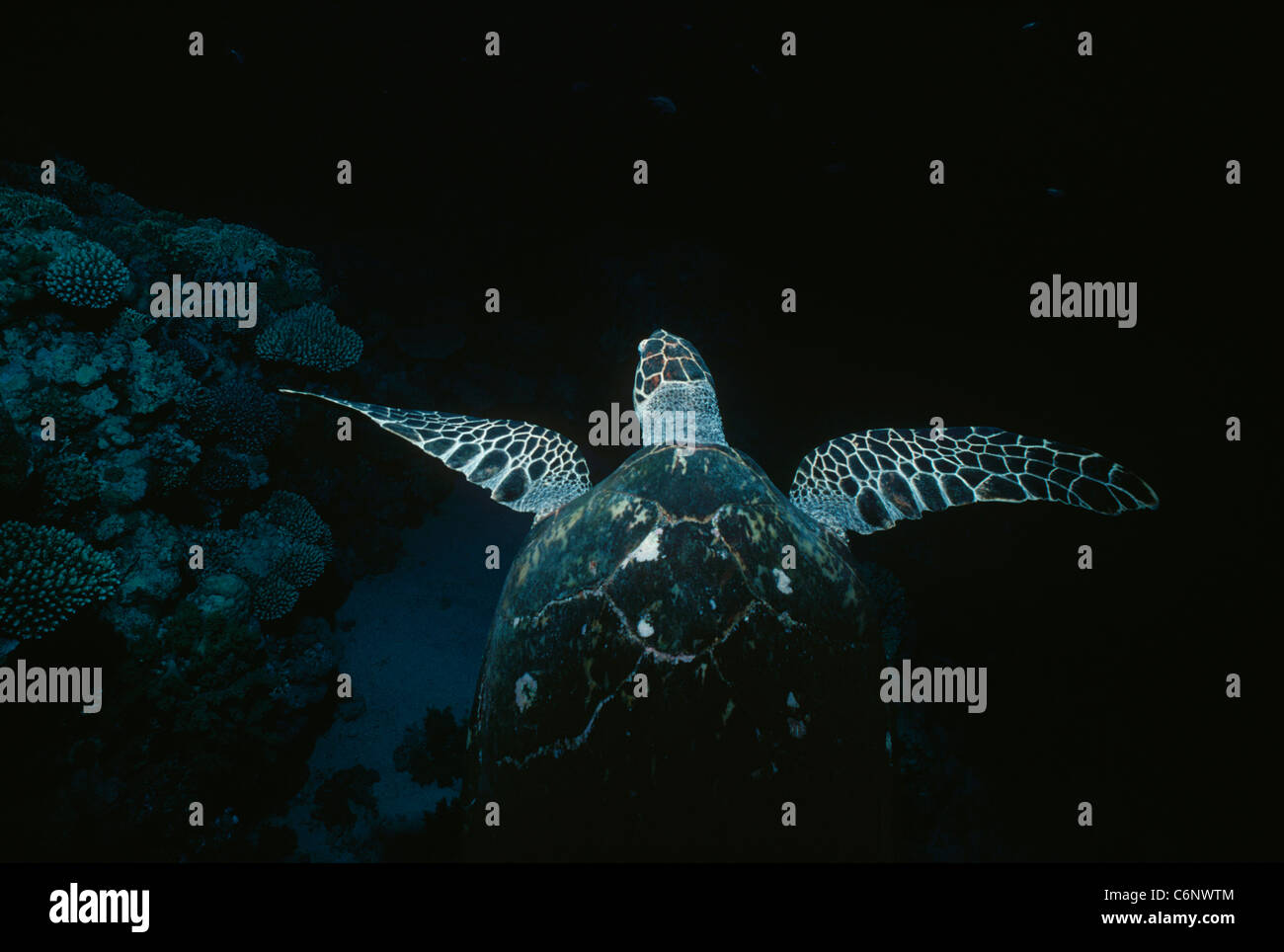 Hawksbill Turtle (Eretmochelys imbricata) swimming near a coral reef at night. Egypt, Red Sea Stock Photo