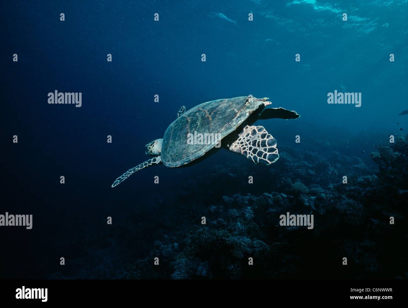 Hawksbill Turtle (Eretmochelys imbricata) swimming near a coral reef. Egypt, Red Sea Stock Photo