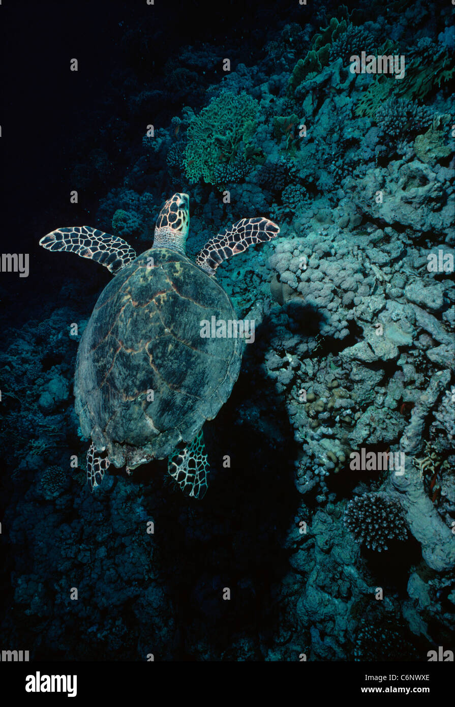 Hawksbill Turtle (Eretmochelys imbricata) swimming near a coral reef at night. Egypt, Red Sea Stock Photo