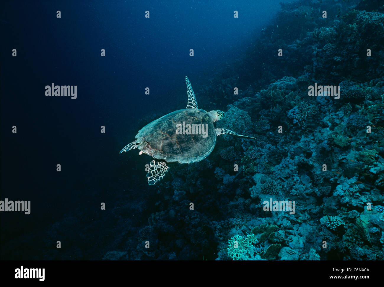 Hawksbill Turtle (Eretmochelys imbricata) swims along drop-off in coral reef at night. Egypt, Red Sea Stock Photo