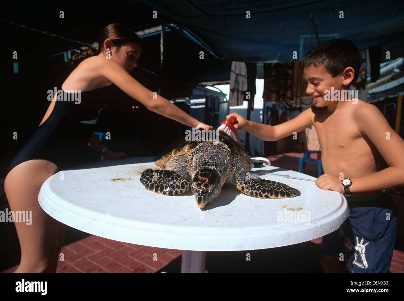Turtle Shell Washing Underwater observatory marine park hi-res stock photography and images ...