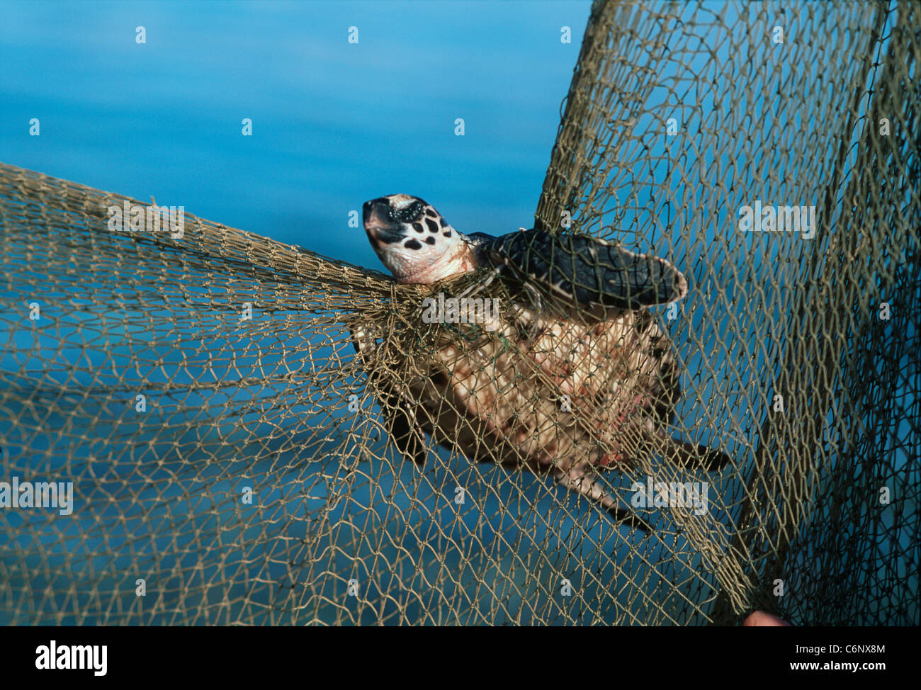 A Juvenile Hawksbill Turtle (Eretmochelys imbricata) caught in a