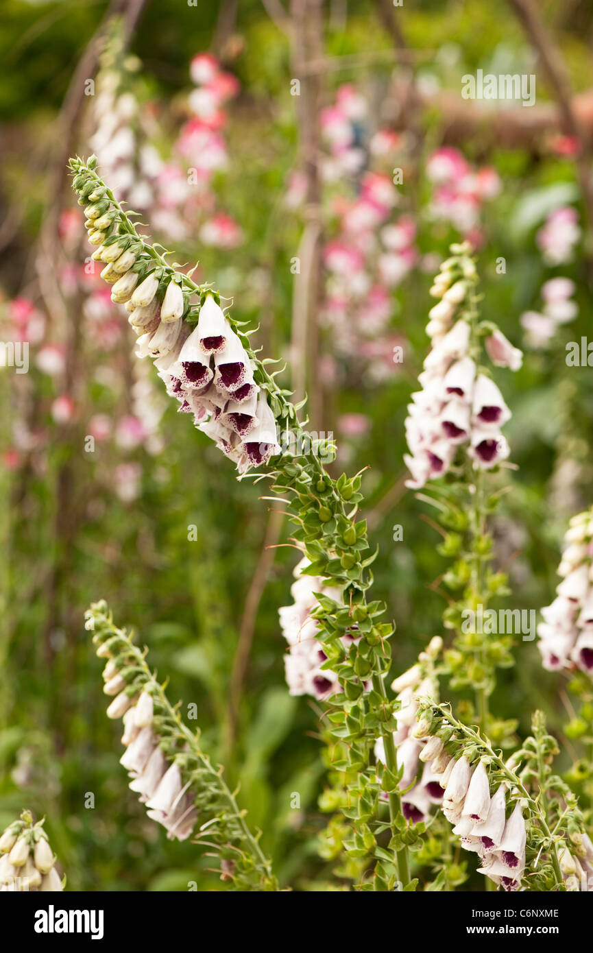 Foxgloves, Digitalis purpurea 'Pam's Choice' with Sweet Pea, Lathyrus