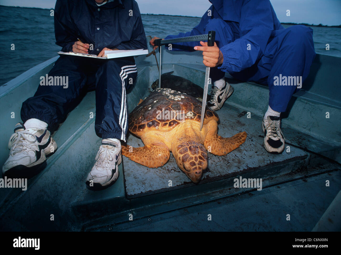 Students measure a Loggerhead Turtle (Caretta caretta) caught for tagging. University of Central Florida Program Stock Photo
